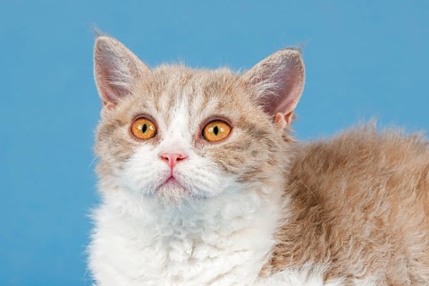 Pedigree cat Selkirk Rex, kitten, age 10 weeks, colour lilac mackerel tabby white, animal portrait,