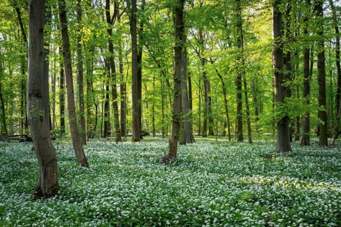 A sunny deciduous forest with white flowering ramson (Allium ursinum) in spring. Rhine-Neckar