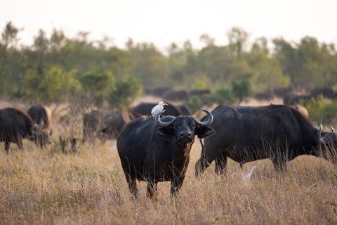 Cattle egret (Bubulcus ibis) sitting on the back of a african buffalo (Syncerus caffer caffer),