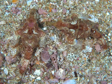 Pair of little dragonfish (Eurypegasus draconis), bony fish, Sodwana Bay National Park dive site,