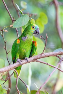 Blue-fronted Amazon (Amazona aestiva (Pantanal Brazil