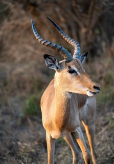 Impala (Aepyceros melampus), black heeler antelope, adult male in the evening light, animal