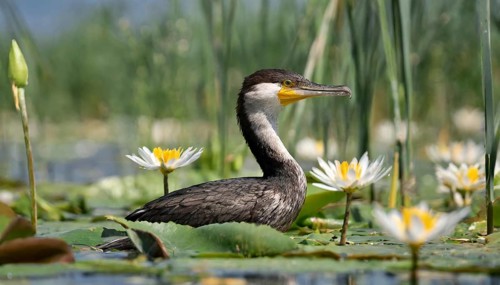 Ai generated, animal, animals, bird, birds, biotope, habitat, an, individual, swims, waters, reeds,