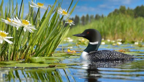 Ai generated, animal, animals, bird, birds, biotope, habitat, a, individual, swims, waters, breeds,