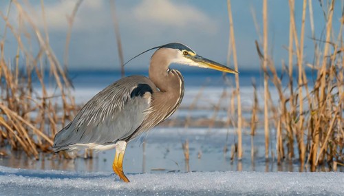 KI generated, animal, animals, bird, birds, biotope, habitat, one, individual, water, reed, winter,