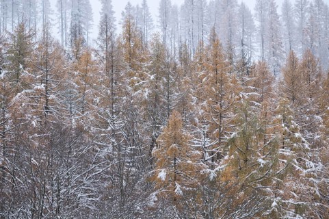 European larch (Larix decidua), treetops, yellow discoloured needles covered with snow, Thuringia,