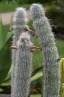 Wooly torch (Cleistocactus strausii), Botanical Garden, Erlangen, Middle Franconia, Bavaria,