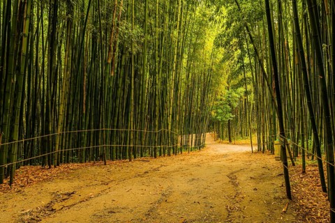 Dirt walking trail through bamboo forest public park after spring morning rain in South Korea