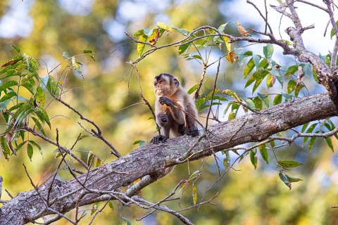 Crested capuchin (Cebus apella) Pantanal Brazil
