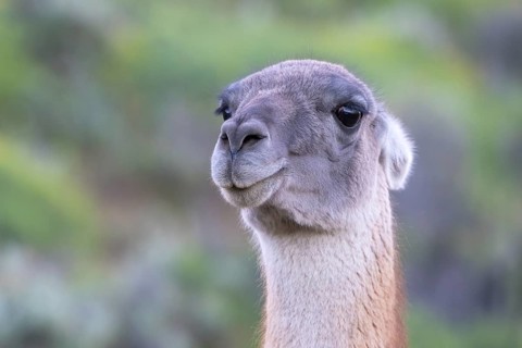 Guanaco (Llama guanicoe), Huanaco, adult, animal portrait, Torres del Paine National Park,