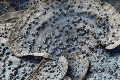 Blue chalice (Echinopora lamellosa), Wakatobi Dive Resort, Sulawesi, Indonesia, Asia