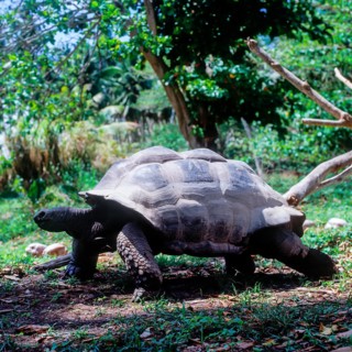 Seychelles, Fauna, Giant tortoise, Tortoises (Testudinidae), Africa