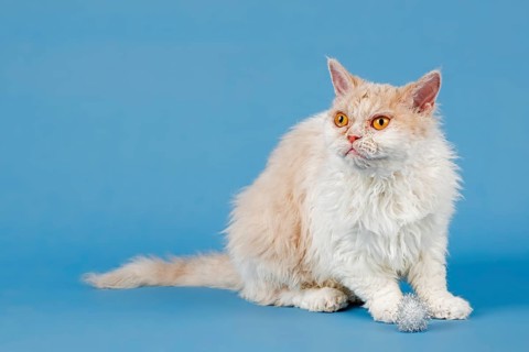 Pedigree cat Selkirk Rex longhair, age 1.5 years, colour fawn tortie white, studio photo