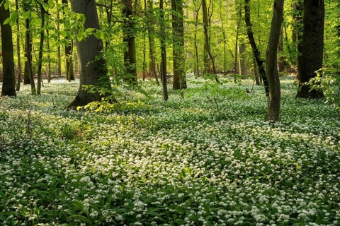 A deciduous forest with white flowering ramson (Allium ursinum) in spring in the evening sun.