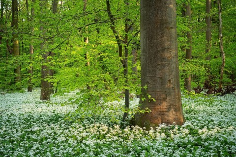 A deciduous forest with white flowering ramson (Allium ursinum) in spring in the evening sun.