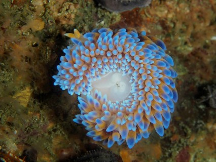 Silvertip nudibranch (Janolus capensis), False Bay dive site, Cape of Good Hope, Cape Town, South