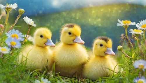 KI generated, animal, animals, bird, birds, biotope, habitat, one, single animal, foraging,