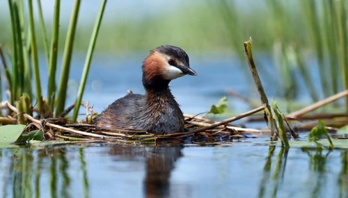 Ai generated, animal, animals, bird, birds, biotope, habitat, a, individual, swims, waters, reeds,