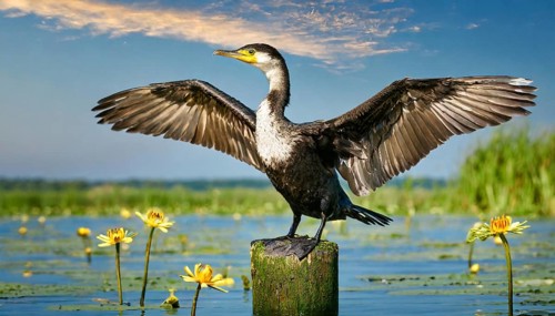 Ai generated, animal, animals, bird, birds, biotope, habitat, a, single animal, stands on pole,