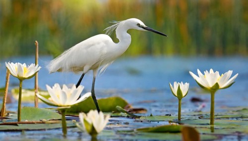 Ai generated, animal, animals, bird, birds, biotope, habitat, a, individual, swims, waters, reeds,