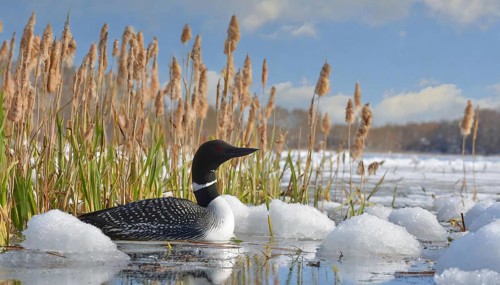 Ai generated, animal, animals, bird, birds, biotope, habitat, a, individual, swims, waters, reeds,