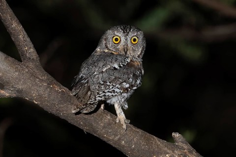 African scops owl (Otus senegalensis), Namibia, Africa