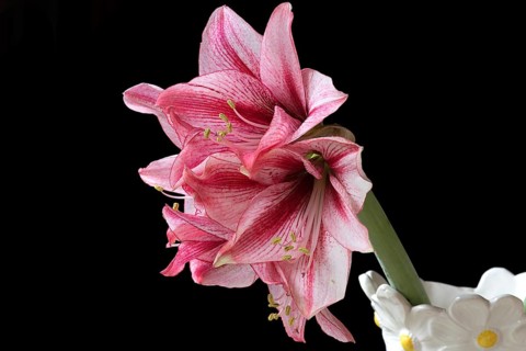 Blossom of a knight's star (Amarillis) on a black background, Bavaria, Germany, Europe