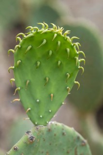 Leaf of a cactus pear (Opuntia ficus-indica), Botanical Garden, Erlangen, Middle Franconia,