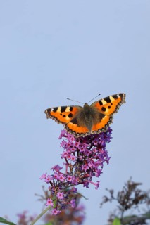 Small tortoiseshell (Aglais urticae), on butterfly bush or butterfly-bush (Buddleja davidii), in
