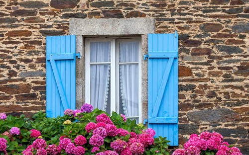 Window with blue shutters in a typical granite house, hydrangea bushes, Roscoff, Brittany, France,