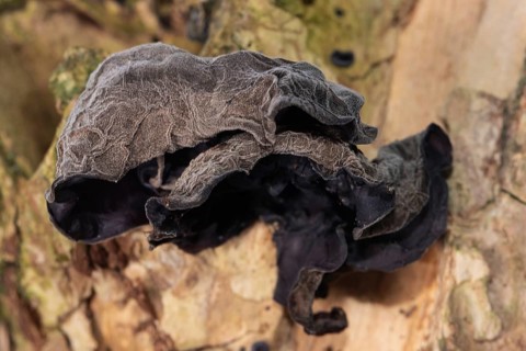 Judas ear three ear-shaped brown fruiting bodies next to each other on a tree trunk