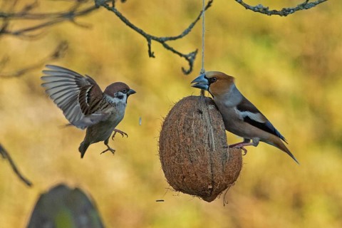 Hawfinch with food in beak sitting on food dish on the left and tree sparrow flying with open wings