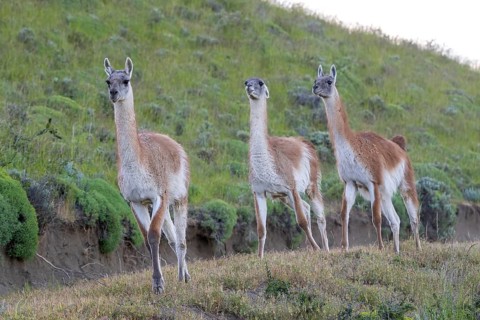 Guanaco (Llama guanicoe), Huanaco, group of animals running, adult, Torres del Paine National Park,