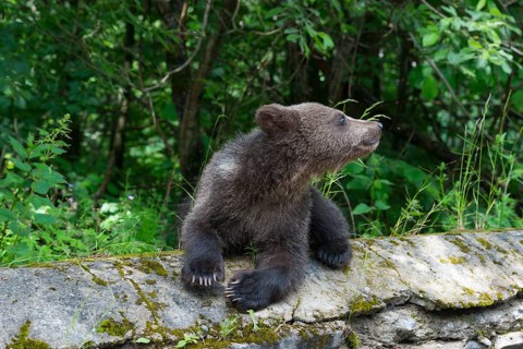 A single bear young sits on a moss-covered stone and looks upwards, European brown bear (Ursus