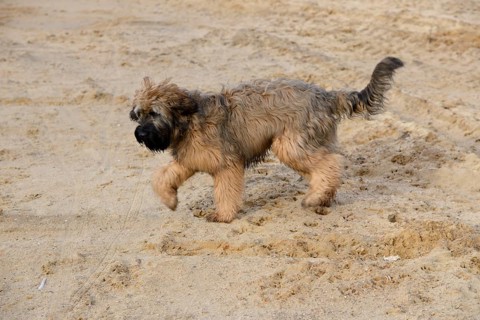 Briard, young, 6 months old
