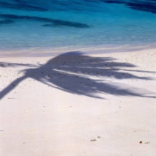 Shade of a coconut tree on the beach on La Digue, Seychelles, Africa