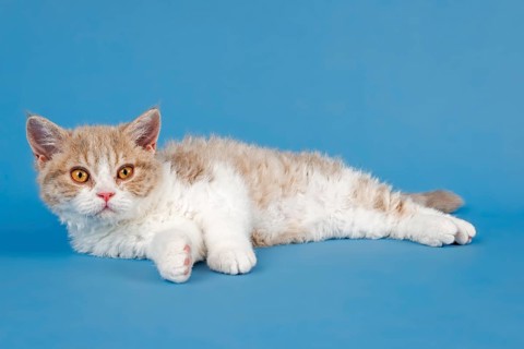 Pedigree cat Selkirk Rex, kitten, age 10 weeks, colour fawn tortie white, lying, studio photo