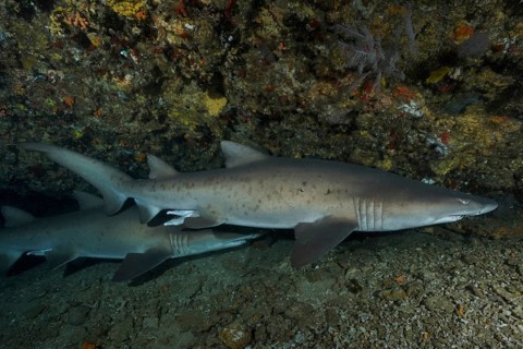 Sand tiger shark (Carcharias taurus) in its den. Dive site Protea Banks, Margate, KwaZulu Natal,