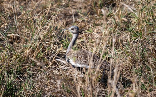Red-crested korhaan (Lophotis ruficrista) in the grass, adult male, Kruger National Park, South