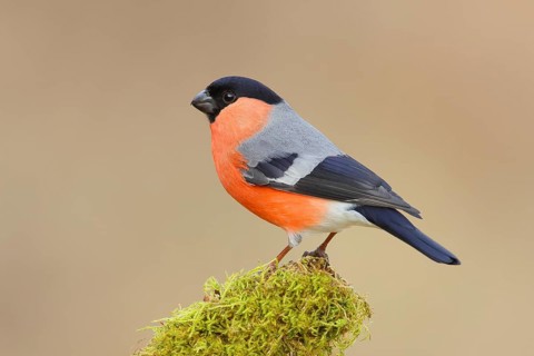 Eurasian bullfinch (Pyrrhula pyrrhula), male, sitting on a branch overgrown with moss, Wildlife,