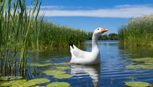 Ai generated, animal, animals, bird, birds, biotope, habitat, an, individual, swims, waters, reeds,