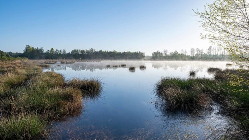 Moorland landscape, renaturalised, peat-covered moorland, Grosses Moor nature reserve, Lower