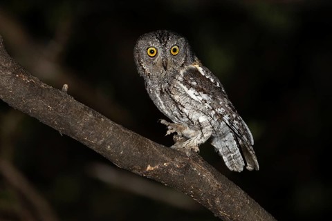 African scops owl (Otus senegalensis), Namibia, Africa