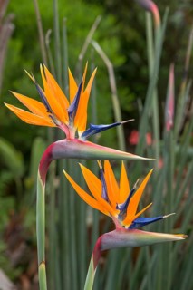 Strelitzias (Strelitzia), Botanical Garden, Erlangen, Middle Franconia, Bavaria, Germany, Europe