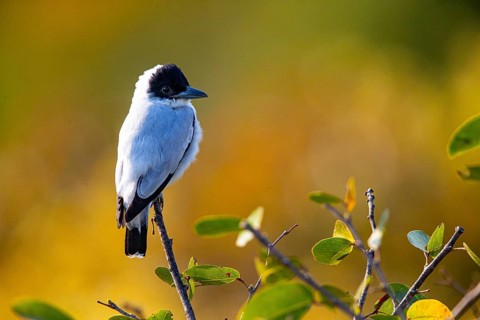 Black-crowned Tityra (Tityra inquisitor inquisitor) Pantanal Brazil