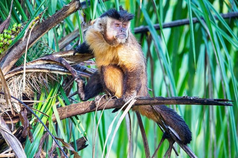 Crested capuchin (Cebus apella) Pantanal Brazil