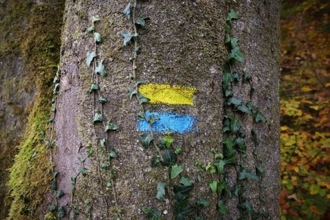 A yellow and blue hiking marker on a beech trunk overgrown with ivy in an autumn forest,