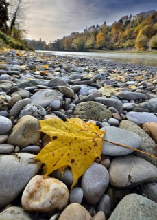 Yellow maple leaves lie on grey stones on the banks of a river in autumn, in the background a