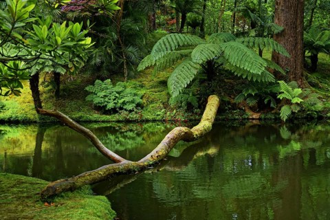 Tree trunk reflected in a still body of water surrounded by greenery, Terra Nostra Park, Furnas,