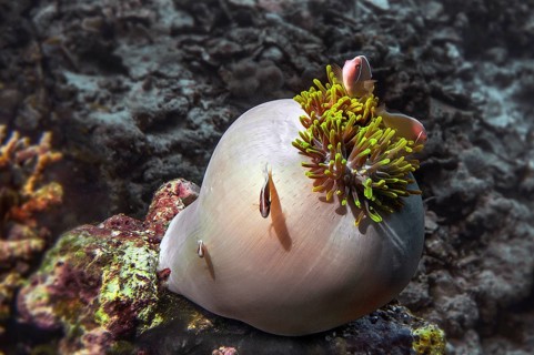 Pink anemonefish (Amphiprion perideraion) in magnificent sea anemone (Heteractis magnifica),